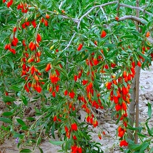 Organic SWEET Goji Berry, Lycium Barbarum, This is the Sweet Goji not the bitter one Lycium Chinense. USDA Zone 5. image 10