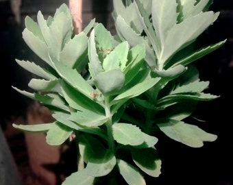 Hylotelephium Erythrostictum, Garden Orpine, Garden Stonecrop, Sedum Erythrostictum. USDA Zone 3 to 9