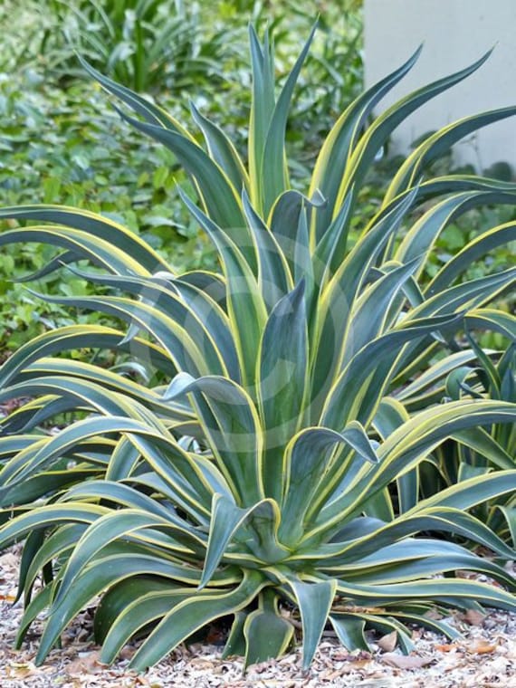 Agave Golden Moments, Urn Shaped Rosette Century Plant, Agave Desmetiana  Variegata, Variegated Smooth Agave, USDA Zone 8. - Etsy