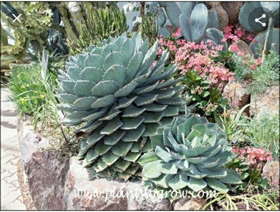 Agave parryi 'Border Guard' 97