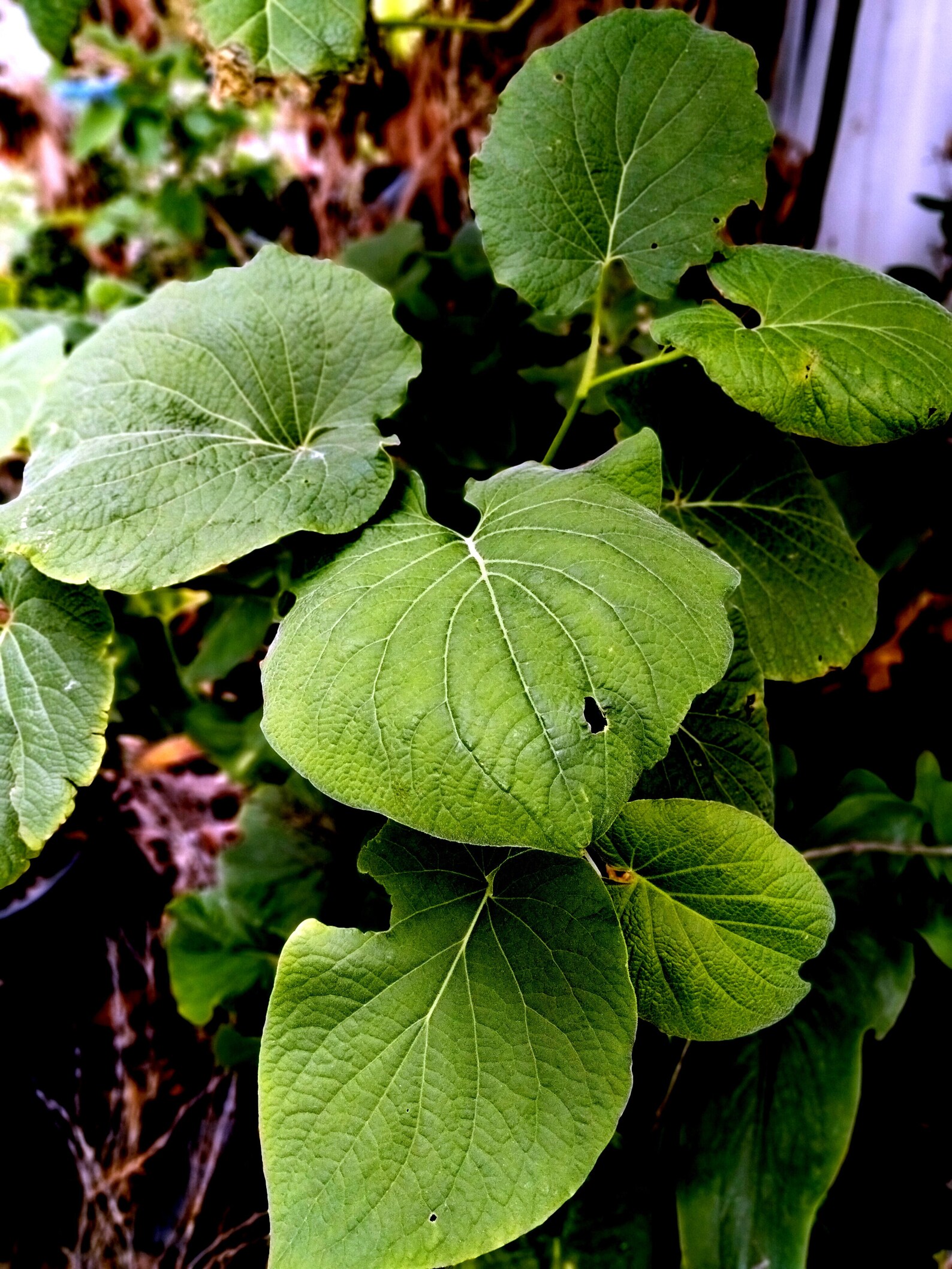 Organic Edible Root beer plant/Mexican Pepperleaf Piper Etsy