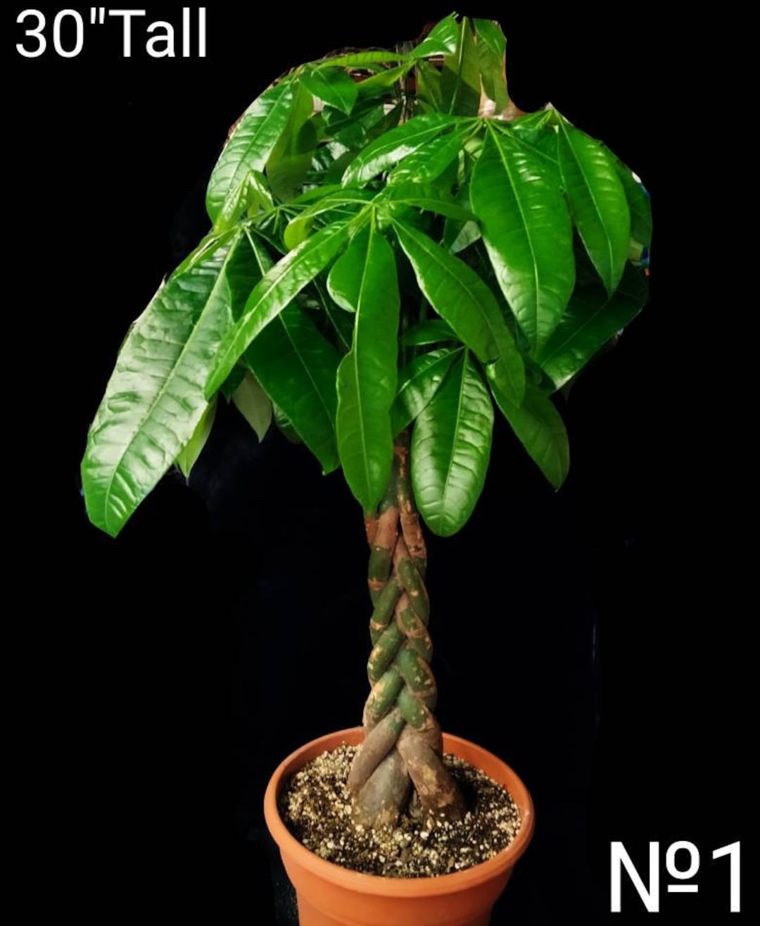 Unique Bonsai Braided Money Tree Tropical Wetlandmalabar Chestnut Saba Nut Pachira Aquatica Live