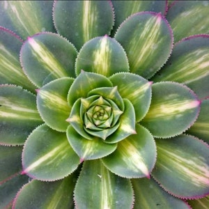 May include: A close-up of a green and white succulent plant with a spiral pattern. The plant has a rosette shape and is surrounded by other leaves.