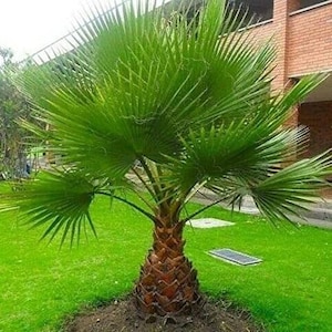 Washingtonia Robusta, Mexican Fan Palm, the Skyduster Palm, Fast-Growing Tropical Beauty. USDA Zone 8b. Plants are pruned for shipping.