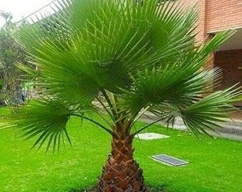 BOGO Washingtonia Robusta, Mexican Fan Palm, the Skyduster Palm, Fast-Growing Tropical Beauty. USDA Zone 8b. Plants are pruned for shipping.