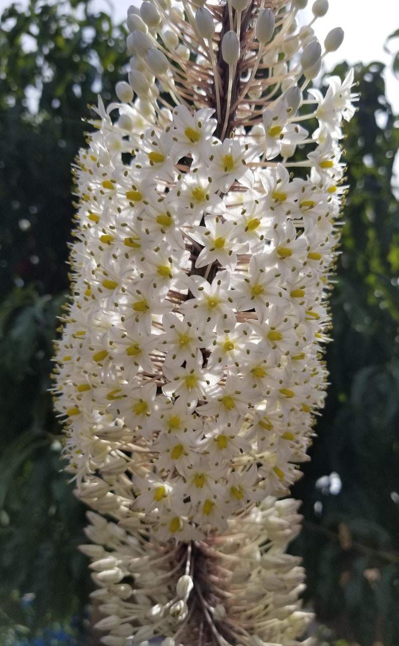 Drimia Maritima, Urginea Maritima, Sea Squill, Maritime Squill, Red Squill, use as cut flower. USDA Zone 8 image 5