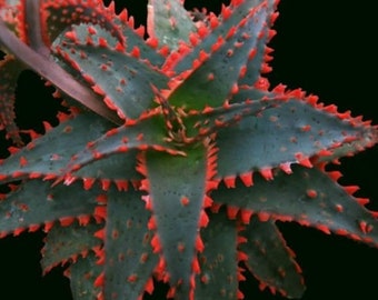 Traîneau de Noël à l'aloès, Cactus, Plante grasse, Plante exotique, Rocaille