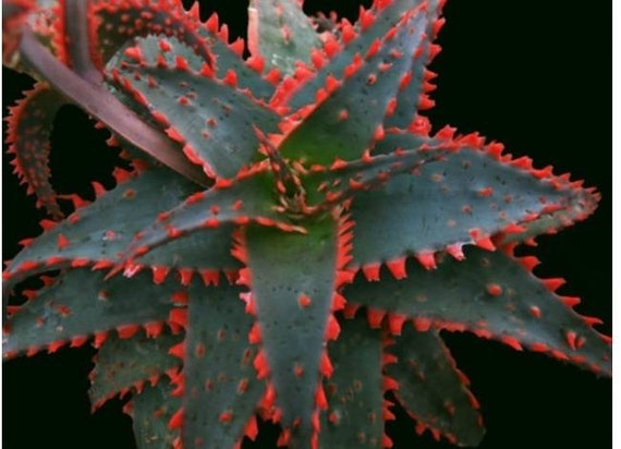 Aloe Christmas Sleigh, Cactus, Succulent, Exotic Life Plant, Rock Garden -  Etsy