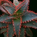 see more listings in the Aloe & Agave section