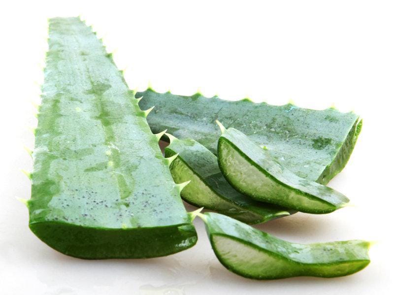 Aloe Vera Plant. Skin Care Plant, Evergreen Perennial. USDA Zone 8 - Etsy