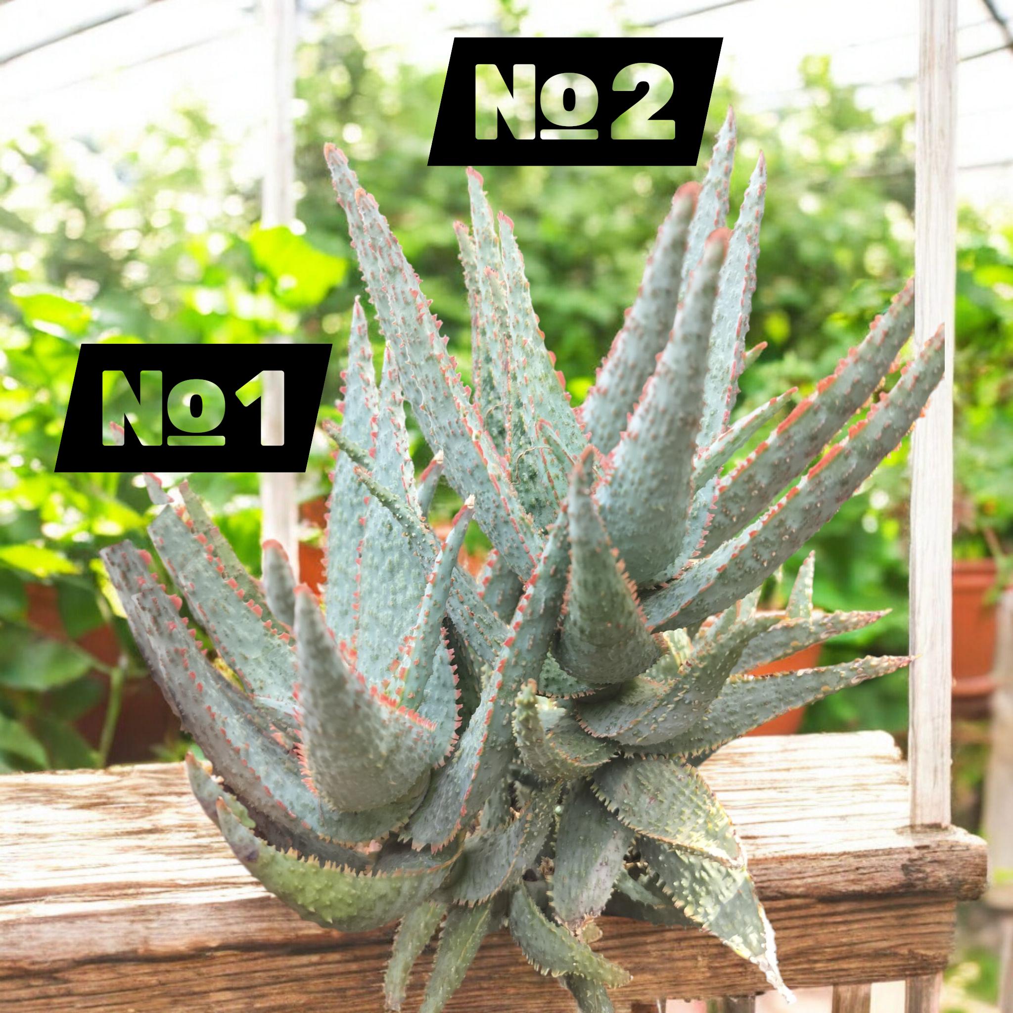 Aloe Purple People Eater. USDA Zone Hardiness 11 - Etsy