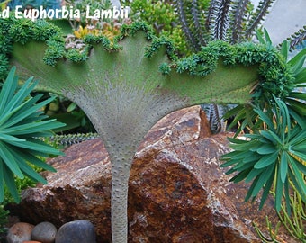 Euphorbia Lambii, Bourgaeana, Lambiorum, Tree Euphorbia. Hardiness to 30F