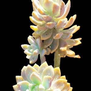 May include: A succulent plant with two rosettes featuring thick, fleshy, pointed leaves in shades of pale yellow, soft green, and light pink. The leaves are covered in small, clear water droplets. The text "№1" appears in white in the top left corner.