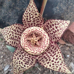 Crested Stapelia Lepida, Orbea Lepida, Starfish Flower, Starfish Cactus, Toad Plant, Toad Cactus, Carrion Plant, star shaped flower. Zone 10