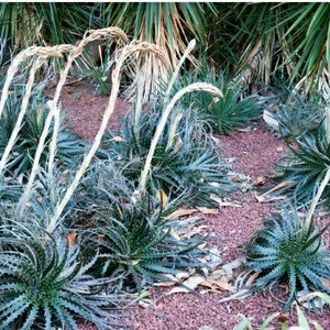 Dyckia,Bromeliaceae, Pitcairnioideae, Garrelia Gaudich, Prionophyllum K.Koch, stiff and thorny leaves. afbeelding 4