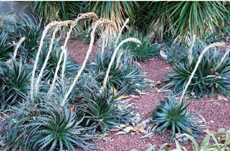 Dyckia,Bromeliaceae, Pitcairnioideae, Garrelia Gaudich, Prionophyllum K.Koch, stiff and thorny leaves. afbeelding 4