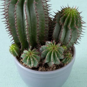May include: A potted Euphorbia cereiformis, also known as Milk Barrel Cactus, with multiple green stems and small, spiky leaves. The cactus is in a gray pot, set against a light blue background. The image includes the text "Inspirational Picture".