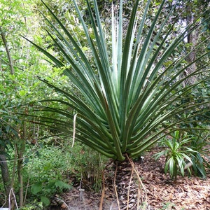 XL Furcraea Macdougallii, Tree Furcraea, MacDougall's Century, Largest Agave, Hardy to 20F image 6