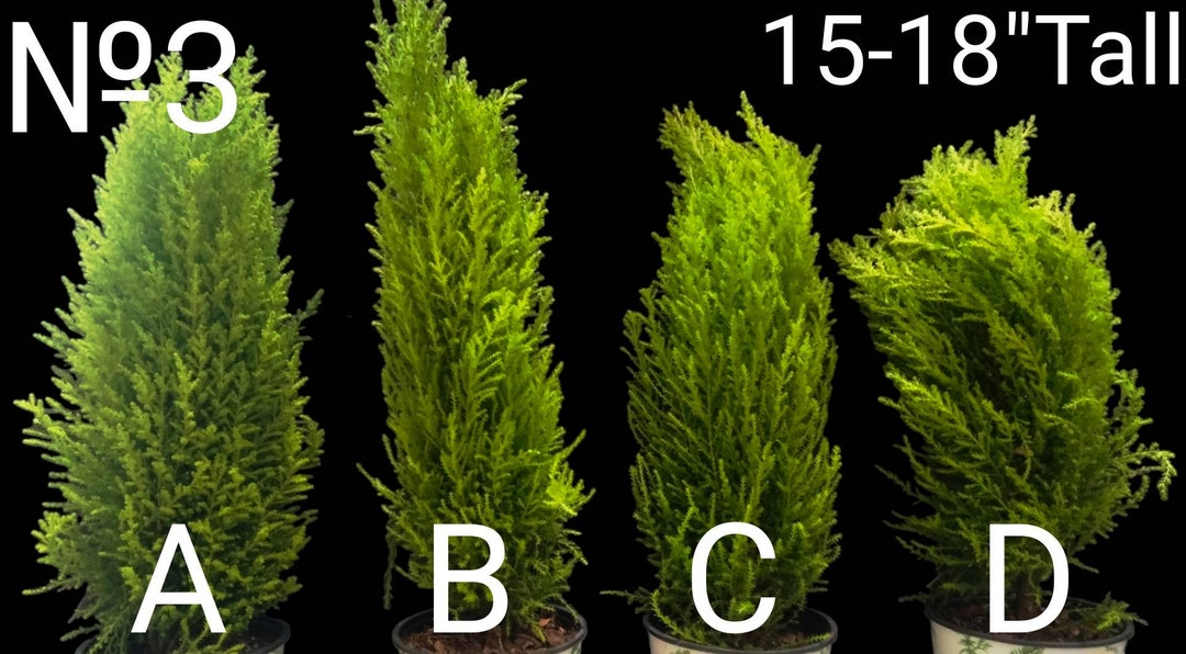 Goldcrest Lemon Cypress for Home Patio Landscape. Topiary Etsy