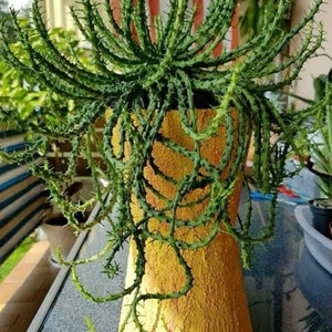 Euphorbia Inermis is a many-branched medusae form euphorbia with branches radiating like fingers from a central stem.
