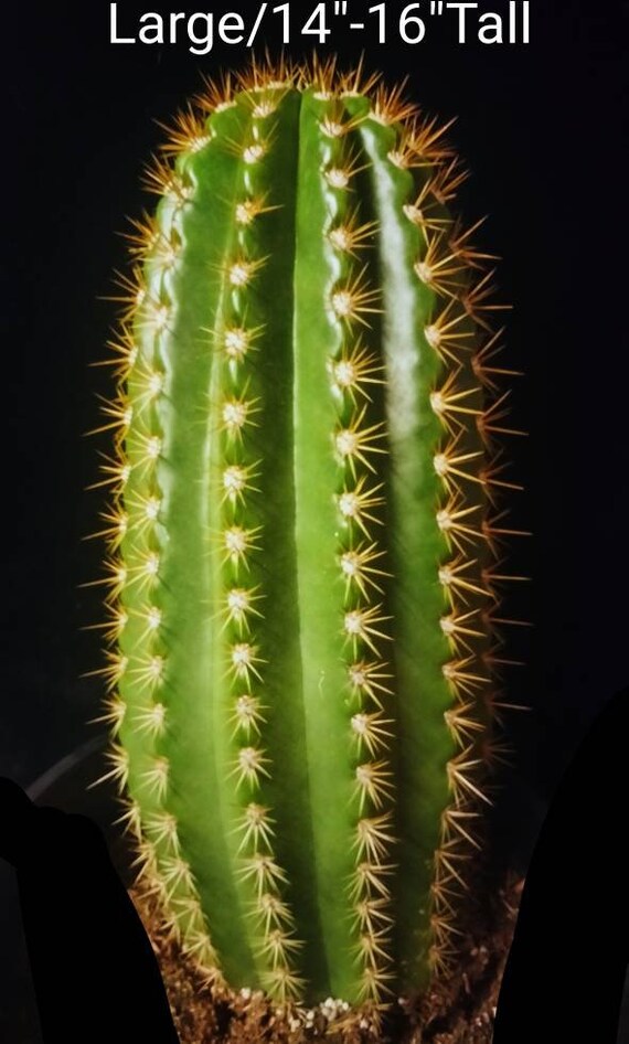 Trichocereus Sun Goddess, Flying Saucer, Handsome Columnar Cactus