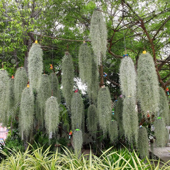 ブロメリア・エアープランツ Tillandsia sp. Mexico from Germany Live Spanish Moss Bromeliad Air Plant Tillandsia EASY CARE
