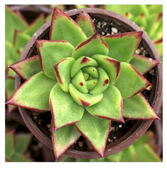 Echeveria Agavoides Lipstick, Red Edge . Glossy, Pointy, Lime Green Leaves  Tipped in Red, Grand Dense Rosettes to 18 W & 8"t. USDA Zone 8b - Etsy