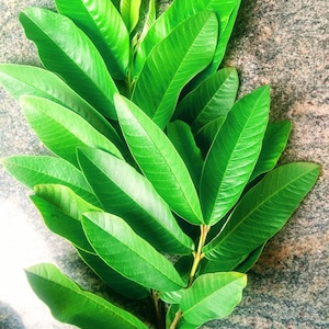 Organic Fresh Leaves for Tea: Olive Leaves, Guava Leaves, Aloe Vera Leaves, Strawberry Leaves, Papaya Leaves