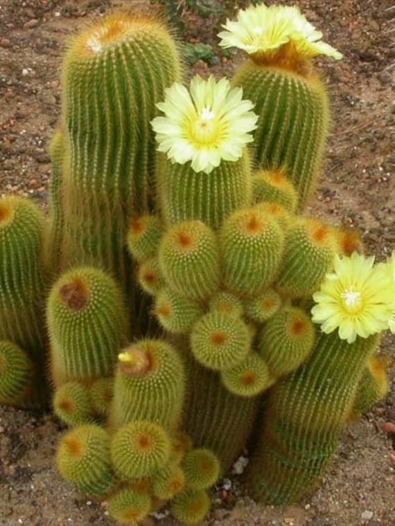 Kaktus Im 2.5 Zoll Topf Goldenes Fass - Notocactus Leninghausii - Parodia  Winterharter Kaktus USDA Zone 9