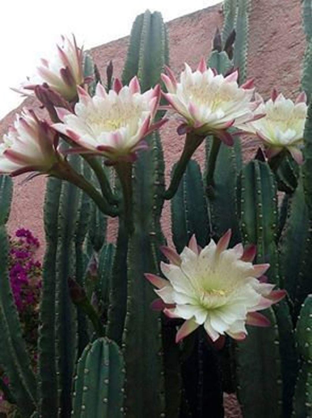 Cereus Peruvianus Night Bloom Cereus Cactus Peruvian Apple Etsy