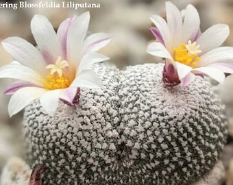 Parodia Liliputana, Blossfeldia Liliputana, Pedicellata, smallest cactus in the world, spineless & ribless with white dots. Zone 8. Cuttings