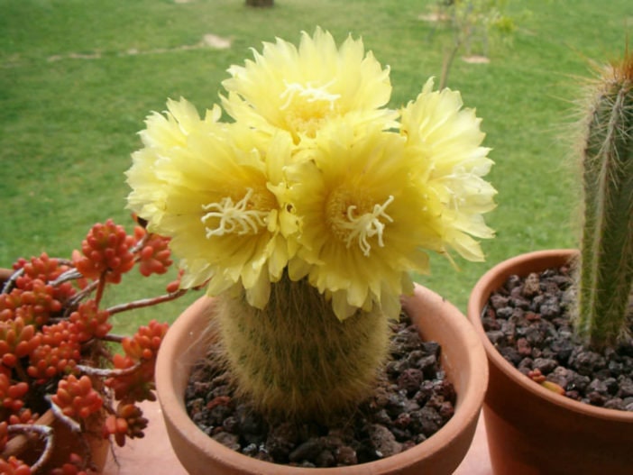 Parodia Notocactus Leninghausii, Golden Ball, Golden Ball Cactus