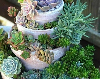 Succulent Cutting Collection. DIY, Fairy Garden, Wreath, Wedding Favors, Terrarium, Hanging Basket, House Landscaping etc.