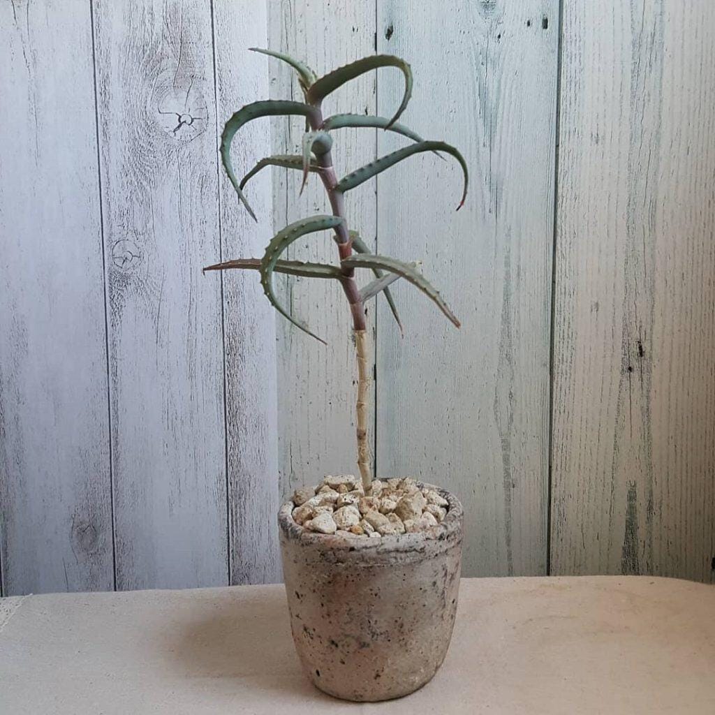 Aloe Accutissima, Blue Spider Aloe. Glowing Colors of Blue and Pink  Edgings. Hardy to Mid 20's. - Etsy