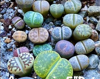 Lithops, Living Stones, one of the most unique succulents, their crazy-cool appearance, a curiosity & a prized treasure. USDA Zone 10-11