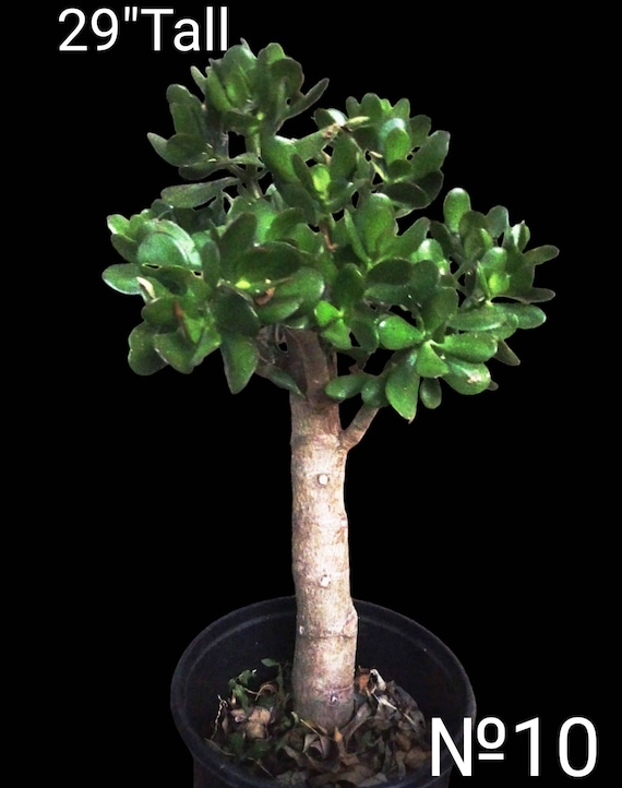 Exotic Jade, Crassula Ovata, Lucky Plant, Money Plant, Money Tree