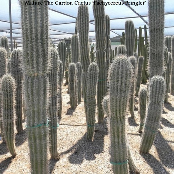 start now cactus lime Fresh Start Lime Pearl + Prickly Pear 5% PHA Resurfacing Treatment – Credo main image 1