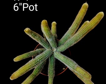 Monkey Tail Cactus, Hildewintera Colademononis. Long supple stems covered in soft spines, grow up to 3′-4' long.