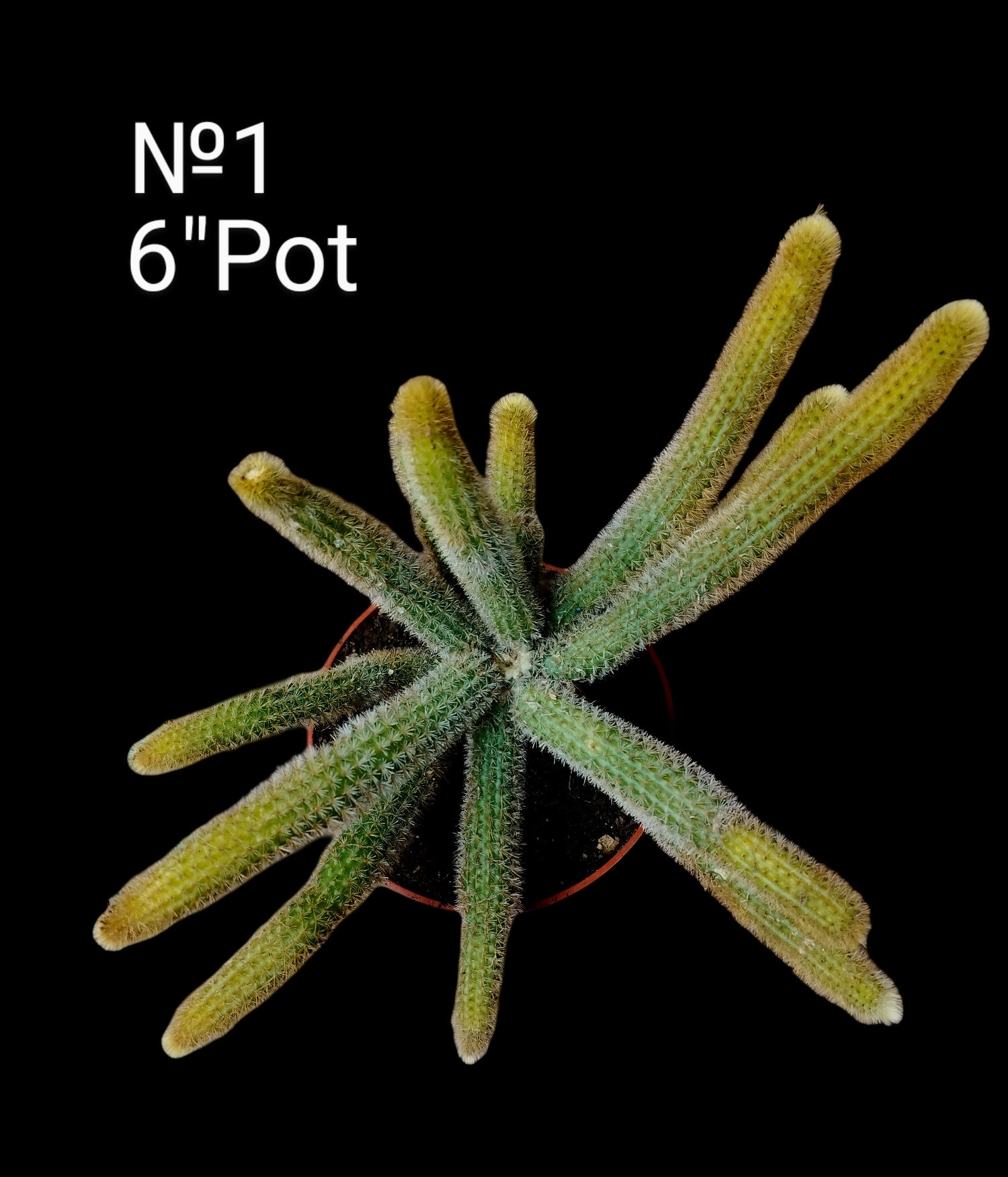 Cactus cola de mono, Hildewintera colademononis. Tallos largos y flexibles cubiertos de espinas suaves, que crecen hasta 3′-4′ de largo.