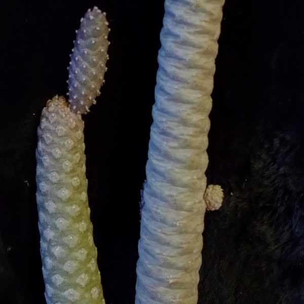 PINE CONE CACTUS, Tephrocactus articulatus var. Inermis