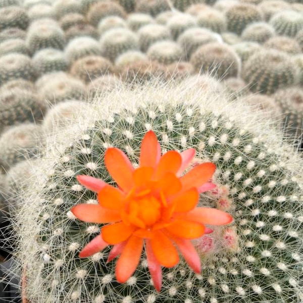 Notocactus Haselbergii, Scarlet Crown, Sweetheart Cactus, a very beautiful cactus densely covered with soft white spines.