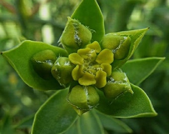 Euphorbia Mauritanica Pencil Milk Bush. Upsidedown Hanging Basket. Winter Hardiness 25F.