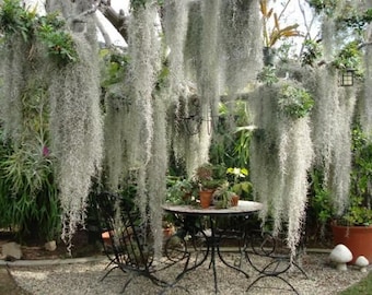 Live Spanish Moss Bromeliad Air Plant Tillandsia EASY CARE, Grandpas Beard, Tillandsia Usneoides, Hanging Plant on a 8”D of Round Wood Rope.