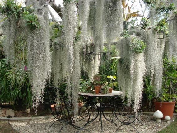 Live Plant, Tillandsia Usneoides, spanish Moss, Live Moss, Decoration Plant,  Hanging Moss, Indoor, Outdoor, Natural 
