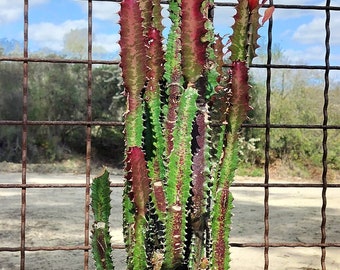 XL Red Euphorbia Trigona| African Milk Tree| Cathedral Cactus| High Chaparral, Abyssinian Euphorbia. Tropical Cactus Zone 9