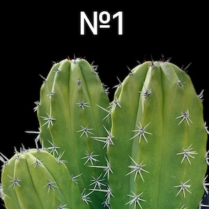 Organo Succulent - Etsy