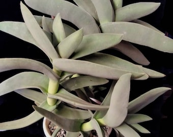 Crassula Falcata Crassula Perfoliata var. Minor Propeller Airplane Plant, grow well indoor,  greyish-green  sickle-shaped leaf. USDA Zone 9