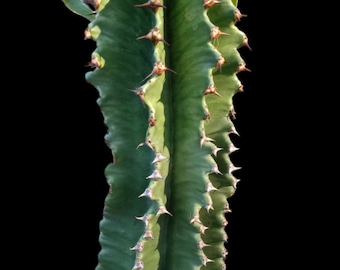 Abyssinian Euphorbia, Euphorbia Acrurensis, Desert Candle, Candelabra Spurge, Friendship Cactus, Good Luck Plant, Good Luck Cactus.