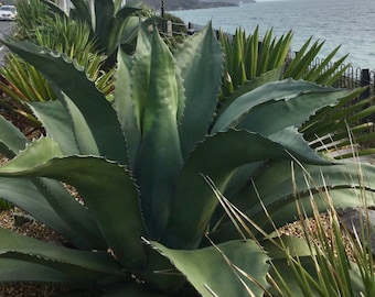 アガベ　フェロックス　アレックス　親株 フェロックスx雷神🌵 #agave #agavelovers #agaveferoxhybrid #アガベ
