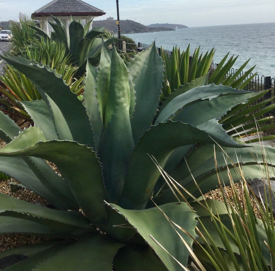 Agave Salmiana Var. Ferox, Ferocious Pulque Agave, Agave Ferox